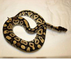 Ball python Ball python