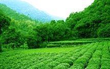 安溪——長坑鄉.茶山景觀