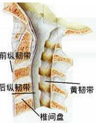 頸椎增生 頸椎增生