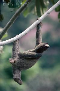巴西三趾樹懶
