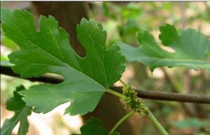 狹葉雞桑 狹葉雞桑