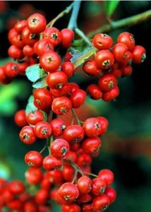 台灣火棘 台灣火棘