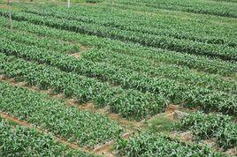 海口鎮[江西德興市轄鎮]