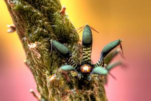 皺龍角屬 皺龍角屬