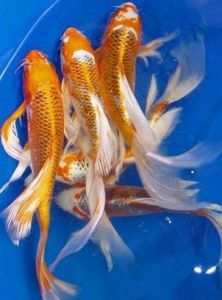 龍鳳錦鯉 龍鳳錦鯉