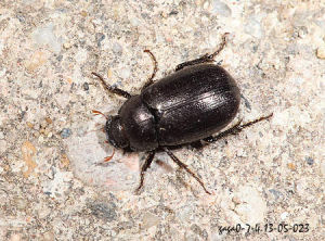 粗姬黑金龜 粗姬黑金龜