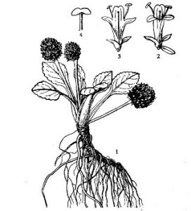 圓穗兔耳草 圓穗兔耳草