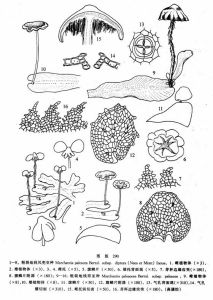 粗裂地錢風兜(亞種) 粗裂地錢風兜(亞種)