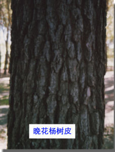晚花楊樹皮