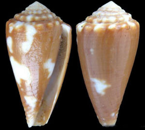 韋斯蒂亞努芋螺