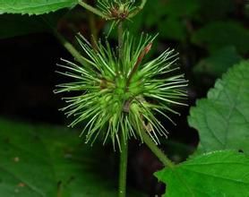 長刺鉤萼草 長刺鉤萼草