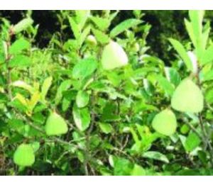 橄欖山礬 橄欖山礬