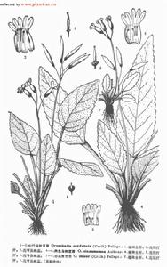 心葉馬鈴苣苔 心葉馬鈴苣苔