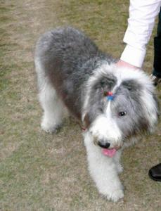 古典英國牧羊犬