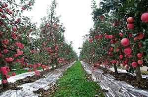 蘋果園[北京地名]