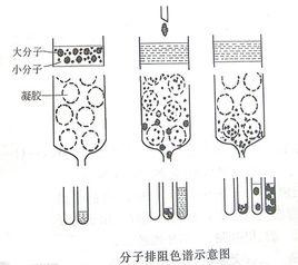 排阻色譜技術 排阻色譜技術
