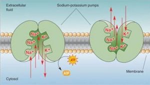 靜息電位產生機制