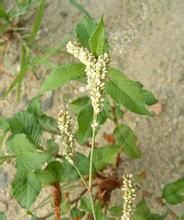 窪點蓼(變種) 窪點蓼(變種)