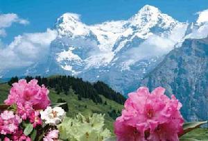 杜鵑花旅遊節 杜鵑花旅遊節