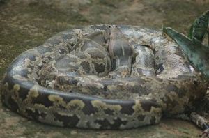 亞洲岩蟒 亞洲岩蟒