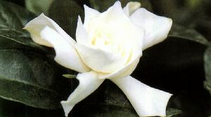 重瓣大花梔子 重瓣大花梔子