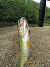 崗芝頭村觀音閣