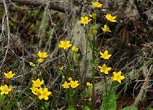 掌裂驢蹄草（變種）