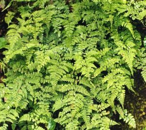 寶興蹄蓋蕨 寶興蹄蓋蕨