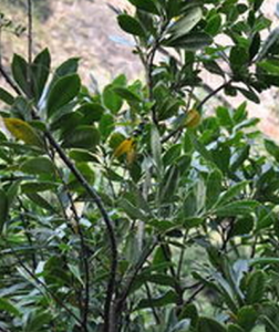 廣東山龍眼 廣東山龍眼