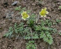 西南白頭翁 西南白頭翁