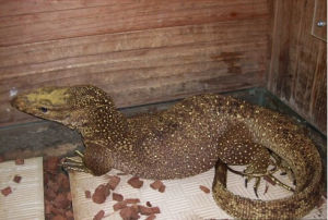 暗色巨蜥 暗色巨蜥