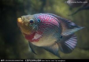 花羅漢魚 花羅漢魚