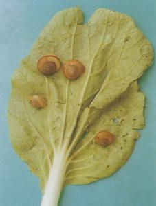 同型巴蝸牛 同型巴蝸牛