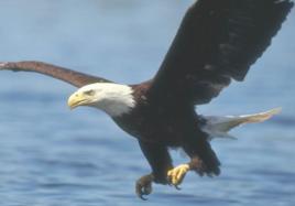 沙漠神鷹 沙漠神鷹