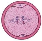 胚胎融合