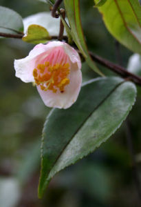 柃葉連蕊茶 柃葉連蕊茶