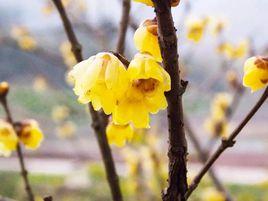 靜觀臘梅 靜觀臘梅