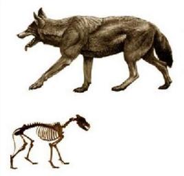 史前掠食巨獸:恐狼 史前掠食巨獸:恐狼