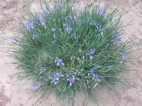 單子無心菜 單子無心菜