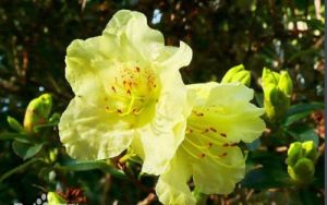 翅柄杜鵑 翅柄杜鵑