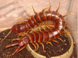 亞馬遜巨人蜈蚣 亞馬遜巨人蜈蚣