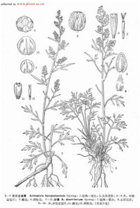 巴爾古津蒿 巴爾古津蒿