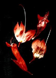 唇形花冠 唇形花冠