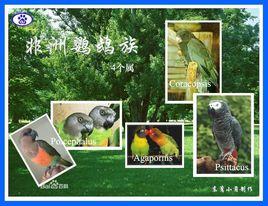 非洲鸚鵡 非洲鸚鵡