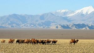 祁連山西端阿克塞地區荒漠草原