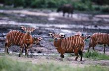 中非[非洲大陸中部的內陸國家]