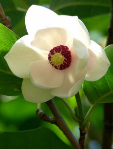 小花木蘭 小花木蘭