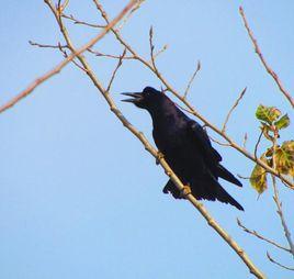 老鴰[余繼聰所作的一篇散文]