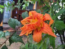 多多洛花田樂園的花