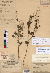 長序母草 長序母草